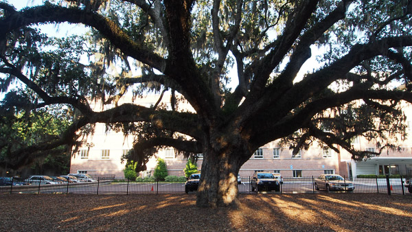 300 Year Old Candler Oak Tree in Savannah, GA. 