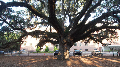 300 Year Old Oak Tree